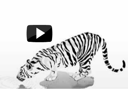 Tiger & Woods – Gin Nation